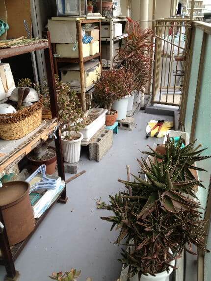 大阪市都島区の観葉植物で埋め尽くされた故人の住んでいたベランダの遺品整理